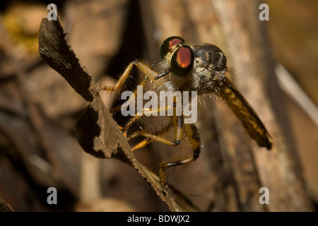 Ein Räuber fliegen, Auftrag Diptera, Asilidae Familie. Fotografiert in Costa Rica. Stockfoto