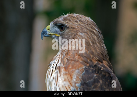 Nahaufnahme von einem rot - angebundener Falke Stockfoto