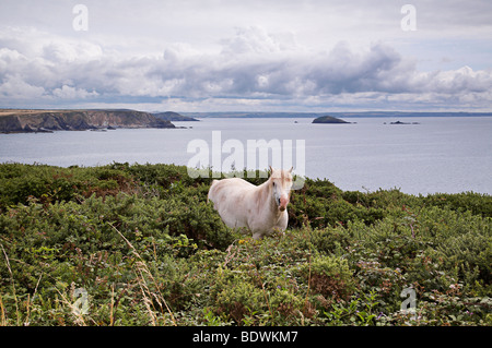 Wildpferd auf Pembrokeshire Küstenweg in der Nähe von St.Davids, West Wales. Stockfoto