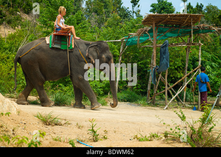 Elefanten-trekking auf der Insel Koh Phangan Thailand. Stockfoto