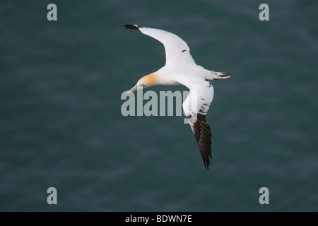 Basstölpel Morus Bassanus Erwachsenen im Flug. Stockfoto