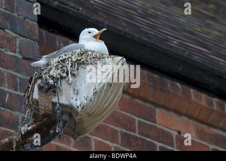 Schwarz-legged Kittiwake Rissa Tridactyla nisten auf Straßenlaterne Scarborough es Fisch Kai. Stockfoto