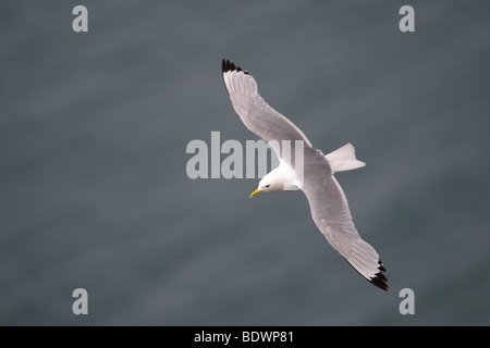 Schwarz-legged Kittiwake Rissa Tridactyla Sommer Erwachsenen während des Fluges. Stockfoto