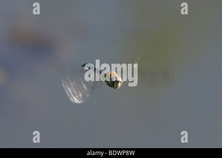 Migrationshintergrund Hawker (Aeshna Mixta) im Flug Stockfoto