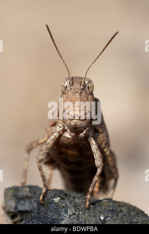 Blaufluegelige Oedlandschrecke Heuschrecke (Oedipoda Caerulescens) Stockfoto