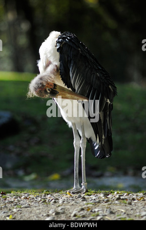 Marabou Storch (Leptoptilos Crumeniferus), Pflege seine Federn, Hellabrunn Zoo, München, Upper Bavaria, Bavaria, Germany, Europa Stockfoto