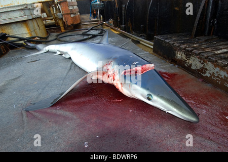 Toten Blauhai Prionace Glauca, Offshore-kommerziellen Langleinen Hai angeln, Brasilien, Atlantik Stockfoto