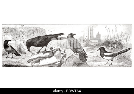 Corvus Cornix mit Kapuze Krähe Corvus Corax Raven Corvus Monedula Dohle Pica Caudata Elster Stockfoto