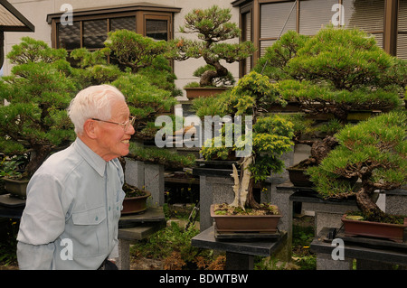 Privat geführte große Bonsai-Garten in Sasayama, Japan, Asien Stockfoto