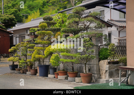 Privat geführte große Bonsai-Garten in Sasayama, Japan, Asien Stockfoto