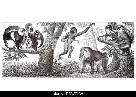 Lemur Macao Maki Cynocephalus Maimon Mandrill führen Diana hatten Hylobates Agilis agile Gibbon Stockfoto