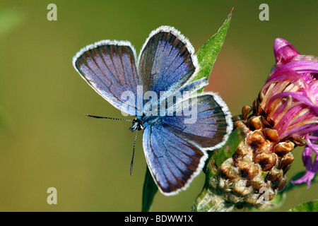 Idas Blue (Plebejus Idas, Plebeius Idas) Butterfly, Männlich Stockfoto