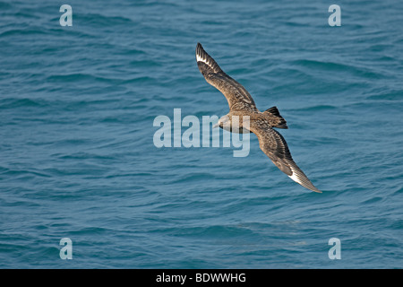 Great Skua oder Bonxie Stercorarius Skua Erwachsener im Flug über das Meer. Stockfoto