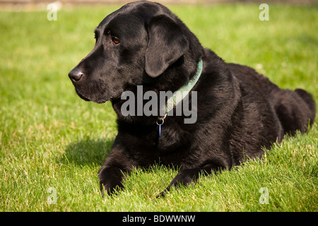 Schwarzer Labrador Retriever Stockfoto