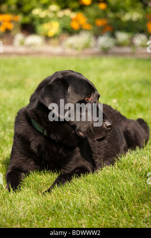 Schwarzer Labrador Retriever Stockfoto