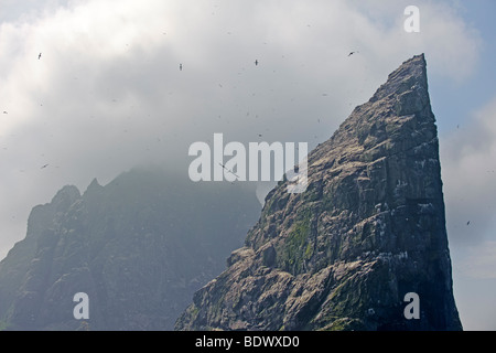 Inseln der Stac ein Armin und Boreray des St. Kilda-Archipels, umgeben von Basstölpel Morus Bassanus. Stockfoto