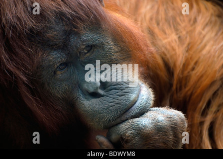 Bornesischen Orang-utan (Pongo pygmaeus), nachdenklich-Suchen weiblich, Porträt Stockfoto