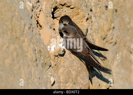 Zwei Sand-Martins (Riparia riparia) an der Nisthöhle an der Steilküste bei Nordhagen, Schleswig-Flensburg, Schle Stockfoto