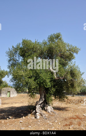 Alter Olivenbaum im Feld, La Valle D'Itria, Provinz Bari, Apulien Region, Italien Stockfoto
