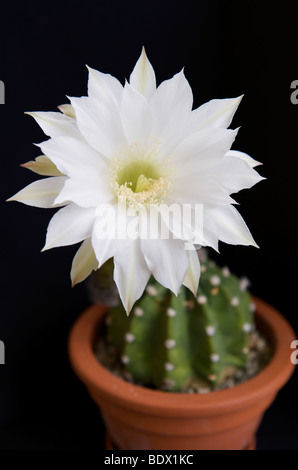 Echinopsis Subdenudata, Kaktus mit weiße Blume Stockfoto