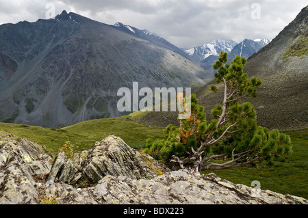 Sibirische Kiefer (Pinus Sibirica) wächst aus Felsen in das Tal der sieben Seen. Altai, Russland. Stockfoto