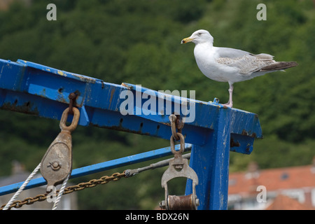 Hering Möve Larus Argentatus unreifen Vogel auf Fischerboot. Stockfoto