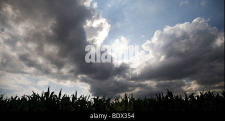 Versammlung Regenwolken über ein Maisfeld, Panoramablick Stockfoto