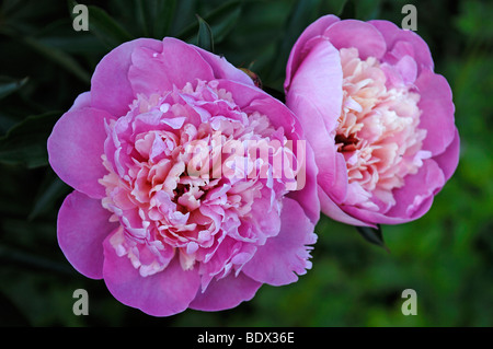 Pfingstrosen (Paeonia Officinalis) Blumen Stockfoto