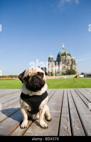 Ein Mops auf dem Palast Rasen vor der Berliner Dom, Berlin, Deutschland Stockfoto