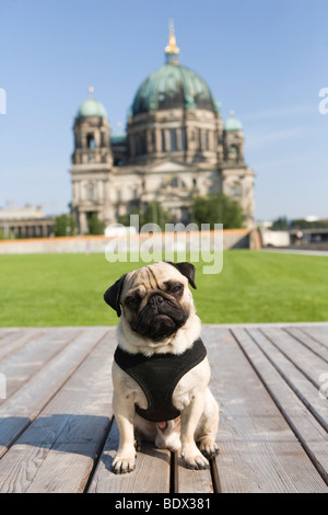 Ein Mops auf dem Palast Rasen vor der Berliner Dom, Berlin, Deutschland Stockfoto