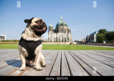 Ein Mops auf dem Palast Rasen vor der Berliner Dom, Berlin, Deutschland Stockfoto