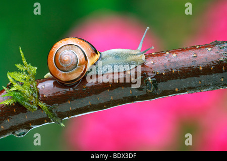 Brown-lippige Schnecke, Grove Schnecke (Bänderschnecken Nemoralis) Stockfoto