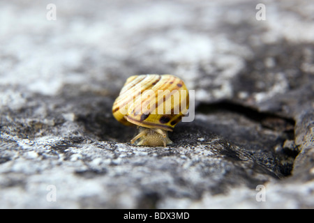 braune Lippen Schnecke; Bänderschnecken nemoralis Stockfoto