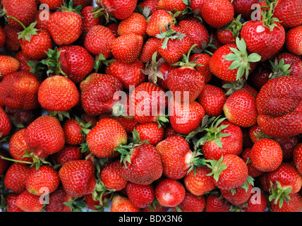 Frische Erdbeeren (Fragaria Ananassa) Stockfoto