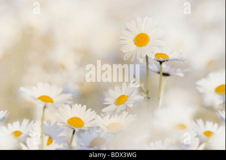 Margeriten (Leucanthemum Vulgare) in einer Daisy-Wiese Stockfoto