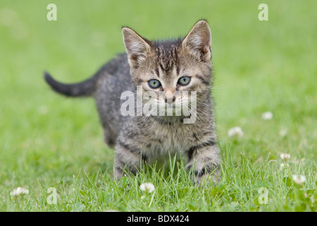 Junge Tabby Kitten Gras Stockfoto