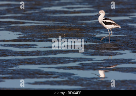 Amerikanische Säbelschnäbler (Recurvirostra Americana) im Winterkleid, Palo Alto Baylands Preserve, Kalifornien, USA Stockfoto