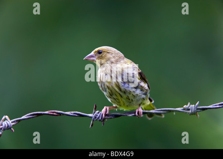 Grünfink; Zuchtjahr Chloris; junge Stockfoto