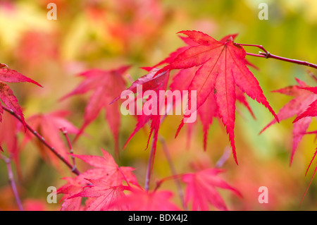 Japanische Ahorn im Herbst; Cornwall Stockfoto