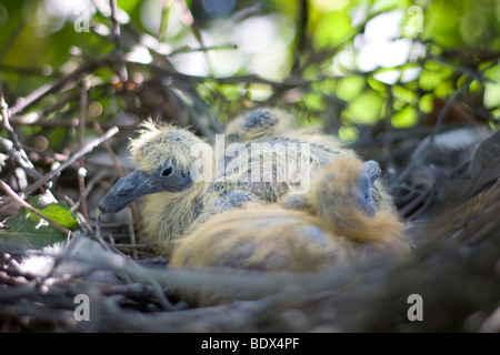 Taube-Küken in einem Nest hautnah Stockfoto