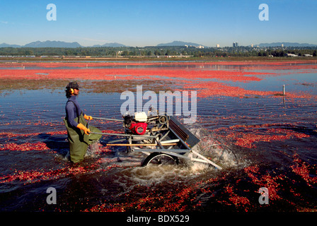 Fraser Valley, BC, Britisch-Kolumbien, Kanada - Arbeiter ernten Preiselbeeren mit Wasser Reel im Moor Feld Cranberry Farm Stockfoto