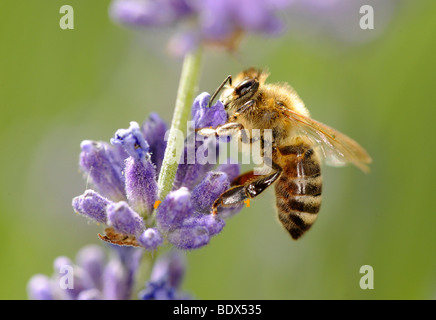 Honigbiene (Apis) ernähren sich von gemeinsamen oder echter Lavendel (Lavandula Angustifolia) Stockfoto