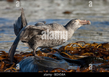 Northern Giant Petrel (Macronectes Halli) Fütterung auf der Antarktis Fell Dichtung (Arctocephalus gazella) Leiche in einem Kelp bed Stockfoto