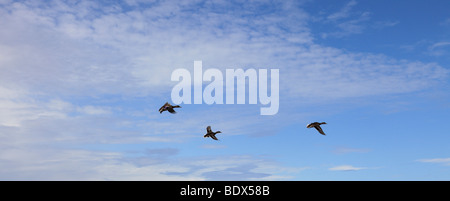 Drei Stockente Enten im Flug Stockfoto