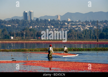 Fraser Valley, BC, Britisch-Kolumbien, Kanada - Arbeiter ernten Preiselbeeren mit Moor-Boom auf überschwemmten Gebiet auf Cranberry-Bauernhof Stockfoto