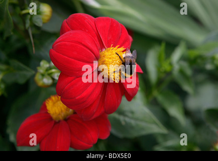 Hummel auf rote Blume, Aster Stockfoto