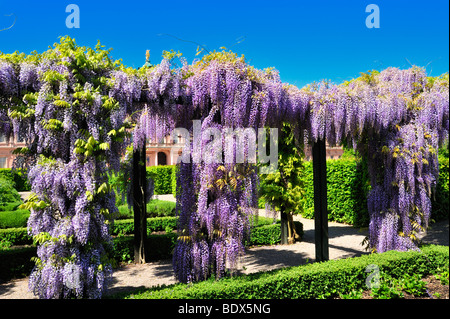 Pergola mit chinesischen Wisteria (Wisteria Sinensis) in der Palast-Garten von Schloss Rastatt-Burg, Rastatt, Schwarzwald, Baden-W Stockfoto