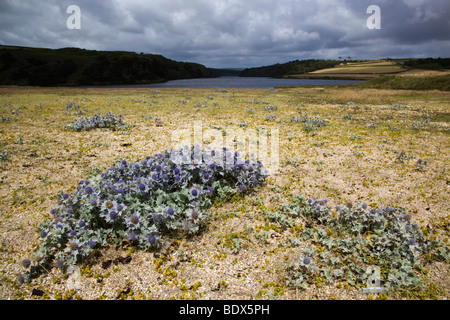 Loe bar Blick landeinwärts in Richtung Loe Pool mit Meer Holly; Cornwall Stockfoto