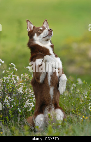 Lapponian Herder, Lapinporokoira oder Lapp Rentier Hund, männliche Betteln auf einer Blumenwiese Stockfoto