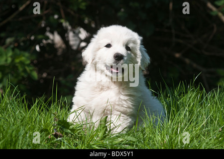 Polnischen Tatra Schäferhund, Owczarek Tatrzanski oder Owczarek Podhalanski Welpen liegen auf dem Rasen Stockfoto